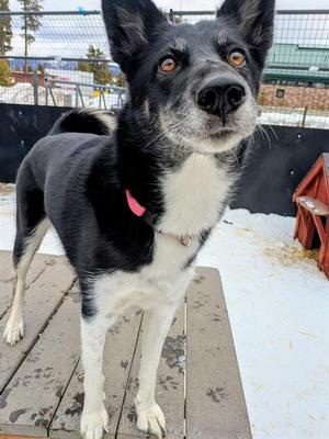SAKARI, Husky, adult, available for adoption