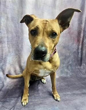 LOLA, Australian Cattle Dog/Blue Heeler, senior, available for adoption
