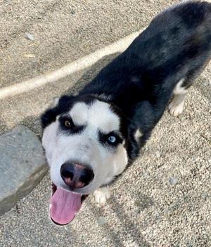 BLUEBERRY, Siberian Husky, adult, available for adoption