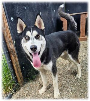 BRIAN, Siberian Husky, adult, available for adoption