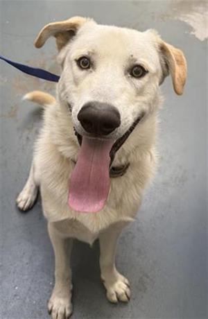 A light-colored dog with floppy ears and a pink tongue sticking out, looking up at the camera.