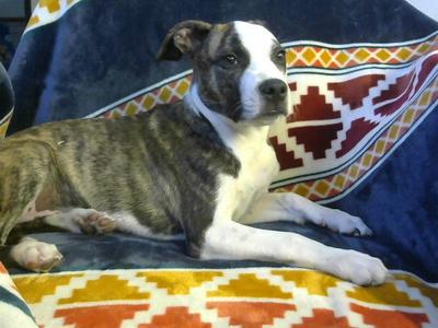 LOKY, Pit Bull Terrier, puppy, available for adoption