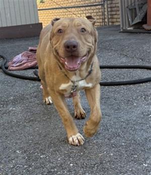 A brown dog with a white patch on its chest is walking towards the camera with its mouth open and tongue out. The dog is on a leash and appears to be in an outdoor setting with a hose and some objects in the background.