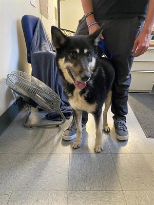 BRODY, German Shepherd Dog, senior, available for adoption