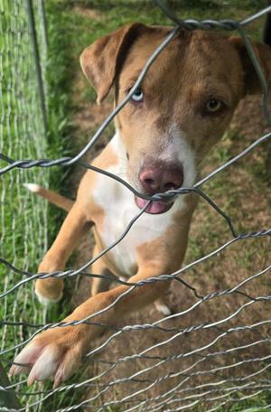 Clinton, Mixed Breed, young, available for adoption