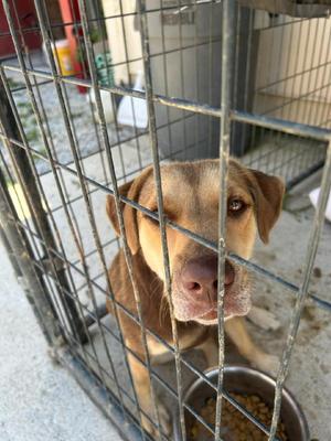 Cinnamon, Mixed Breed, adult, available for adoption