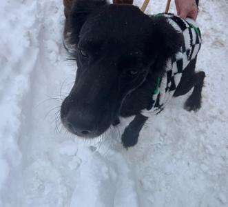 Gus (Blackie), Retriever, adult, available for adoption