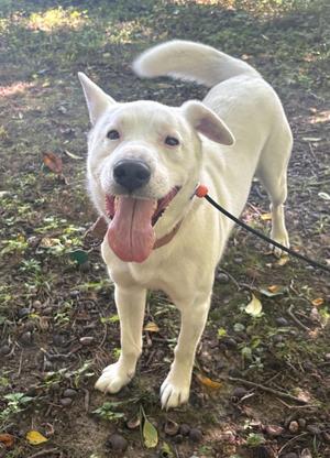 A white dog with a black nose and pink tongue sticking out, standing on a leafy ground.