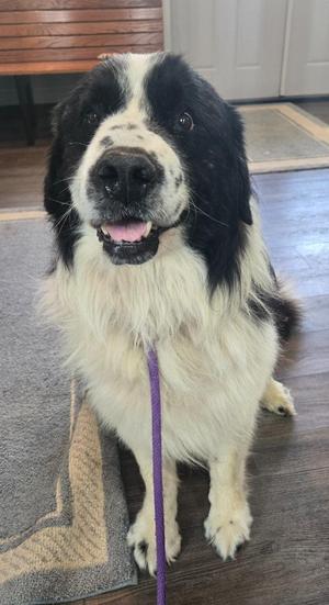 A black and white dog with a fluffy coat is sitting on a wooden floor, looking up with its mouth open and tongue out. The dog is wearing a purple leash.