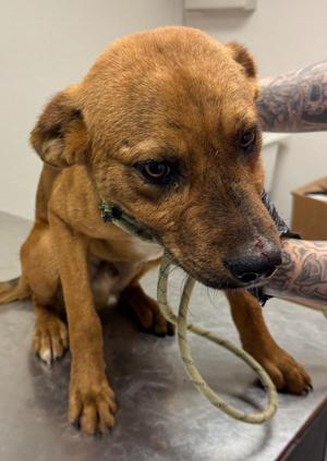 Harry Potter, Mixed Breed, puppy, available for adoption