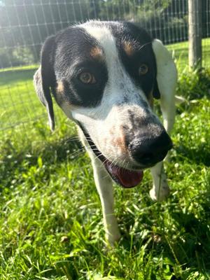 Leggs, Hound, adult, available for adoption