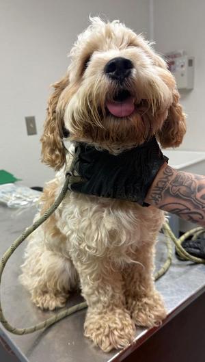 Hunter, Cocker Spaniel / Poodle, young, available for adoption