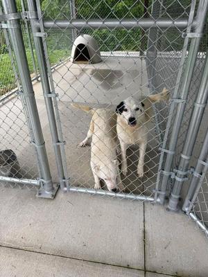 Two dogs standing behind a chain-link fence in an outdoor enclosure. One dog is light-colored with black spots, and the other is white with a black patch on its head. There is a dog house in the background.