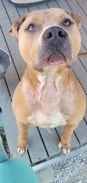 A tan dog with a black nose and blue eyes is sitting on a wooden deck, looking up at the camera.