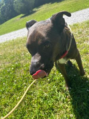 Parker, Mixed Breed, adult, available for adoption