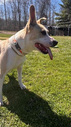 Heidi, Pit Bull Terrier, young, available for adoption