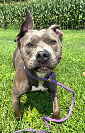 Nellie, Pit Bull Terrier, young, available for adoption