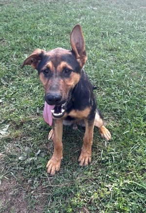 A German Shepherd dog sitting on grass with its tongue out