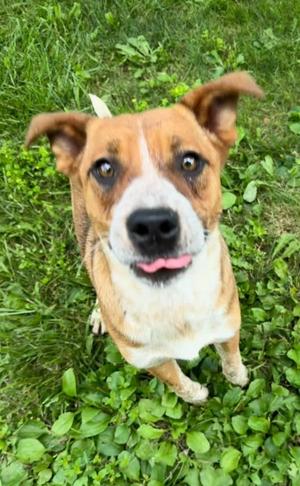 Cleopatra (Pink), Mixed Breed, young, available for adoption