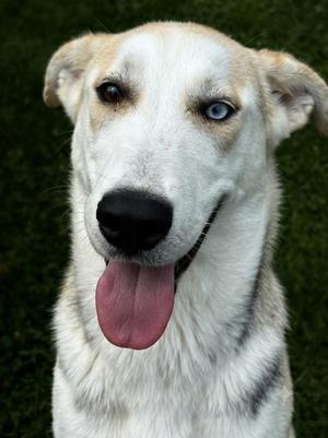 Minnie, Mixed Breed, puppy, available for adoption