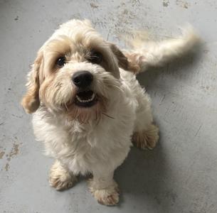 A fluffy white dog with brown patches on its ears and face, standing on a gray surface. The dog has a happy expression with its mouth open, showing its teeth, and its tail is raised.