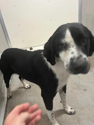 Allie, Hound / Mixed Breed, adult, available for adoption