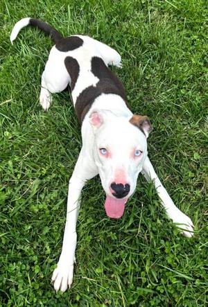 Dior, Mixed Breed, puppy, available for adoption
