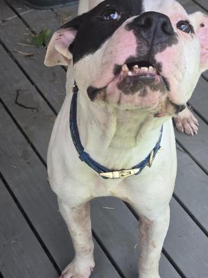 A white and black dog with a blue collar standing on a wooden deck.