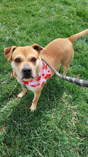 Penny, Terrier, senior, available for adoption