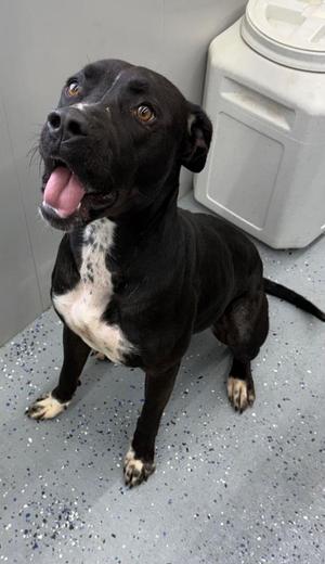 Honey Bee, Pit Bull Terrier, young, available for adoption