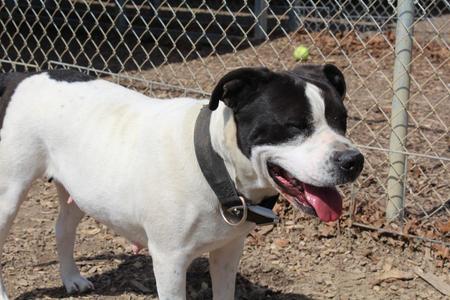 Agnes, Pit Bull Terrier, adult, available for adoption