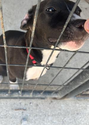 Hermione Granger, Mixed Breed, puppy, available for adoption