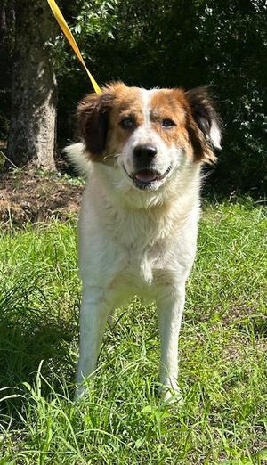260532  Hildegard, Australian Shepherd, adult, available for adoption