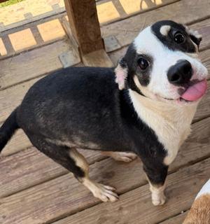 260857  Bark Twain, Terrier, young, available for adoption