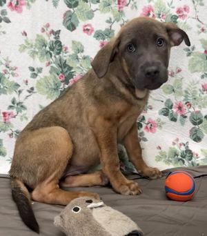 261235  Tanner, Shepherd, young, available for adoption