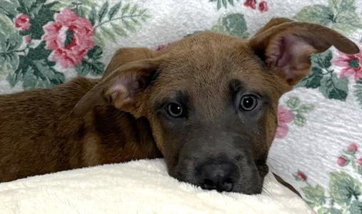 261235  Fletcher, Shepherd, young, available for adoption
