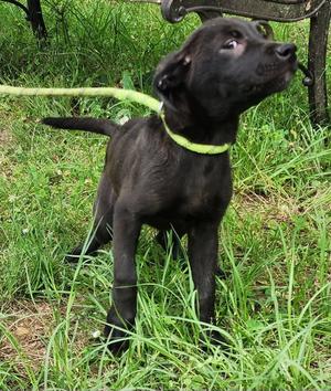 260600  Belle, Labrador Retriever / Catahoula Leopard Dog, puppy, available for adoption