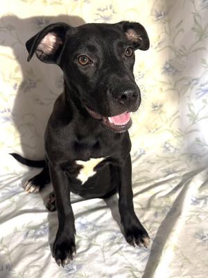 261207  Midnight, Labrador Retriever, young, available for adoption