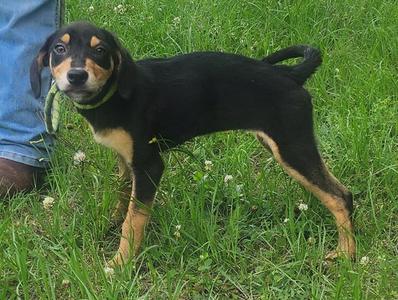 260600  Mulan, Labrador Retriever / Catahoula Leopard Dog, puppy, available for adoption