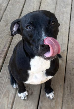 260964  Kayla, American Pit Bull Terrier, adult, available for adoption