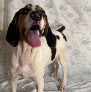 260971  Copeland, Treeing Walker Coonhound / Beagle, young, available for adoption