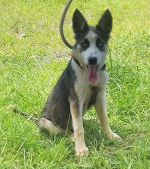 260786 Dori, Siberian Husky / Australian Cattle Dog/Blue Heeler, young, available for adoption