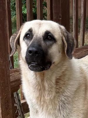 261221  Luna, Anatolian Shepherd, adult, available for adoption