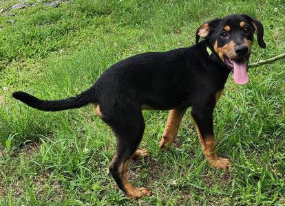 260600  Prince Charming, Labrador Retriever / Catahoula Leopard Dog, puppy, available for adoption