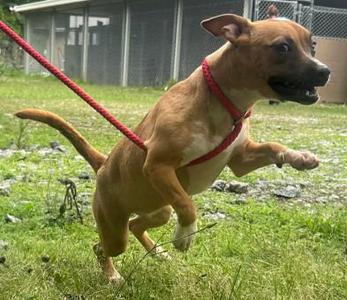 260560  Gillian, Terrier, puppy, available for adoption
