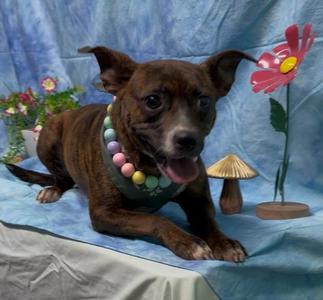 260034  Nala, Terrier, adult, available for adoption