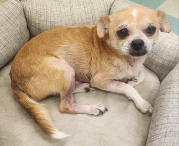 260736  Tigger, Chihuahua, adult, available for adoption