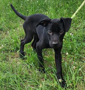 260600  Tiana, Labrador Retriever / Catahoula Leopard Dog, puppy, available for adoption
