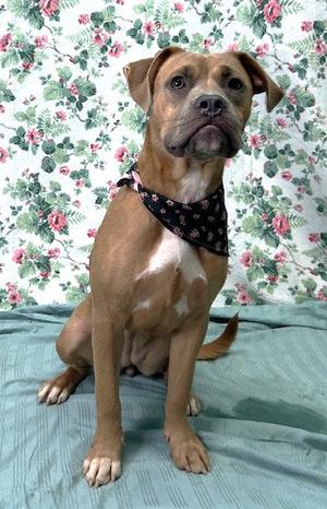 260874  Hazel, Labrador Retriever / Terrier, young, available for adoption