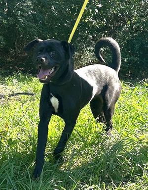 260557  Benjamin Button, Labrador Retriever / Terrier, available for adoption